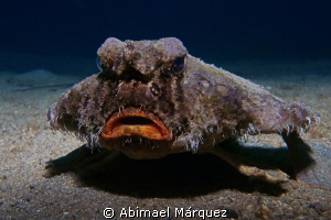 Shortnose Batfish by Abimael Márquez 